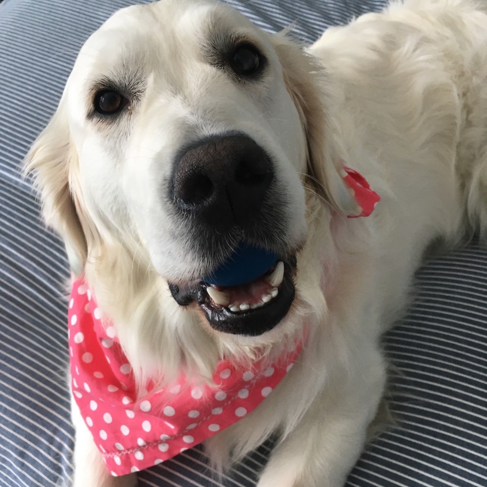 Meet your Posher, Maddie